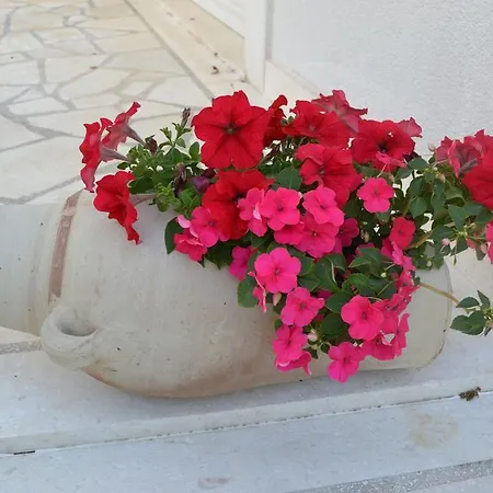 Oklopcic Trogir