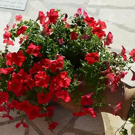 Oklopcic * Trogir